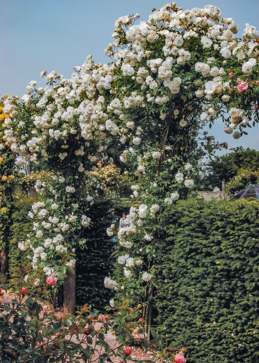 Plants David Austin Roses Rose Garden | David Austin Iceberg Climbing Rose