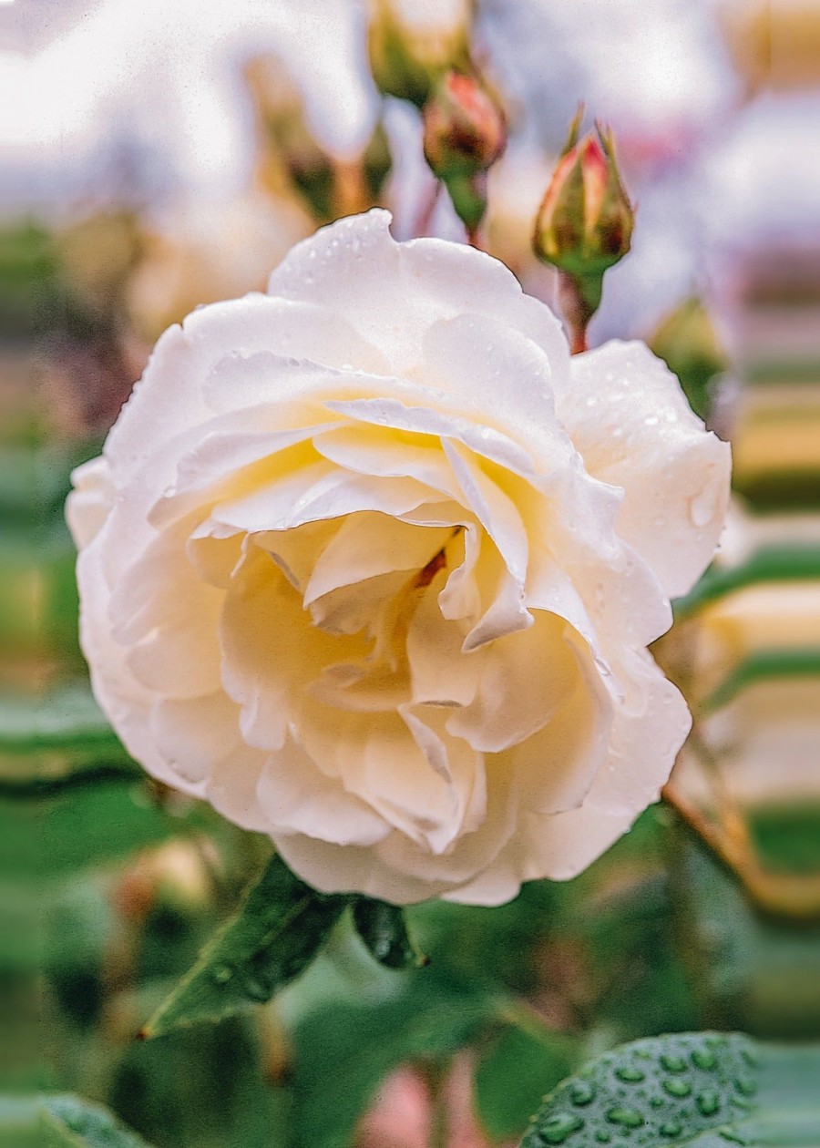 Plants David Austin Roses Rose Garden | David Austin Iceberg Climbing Rose