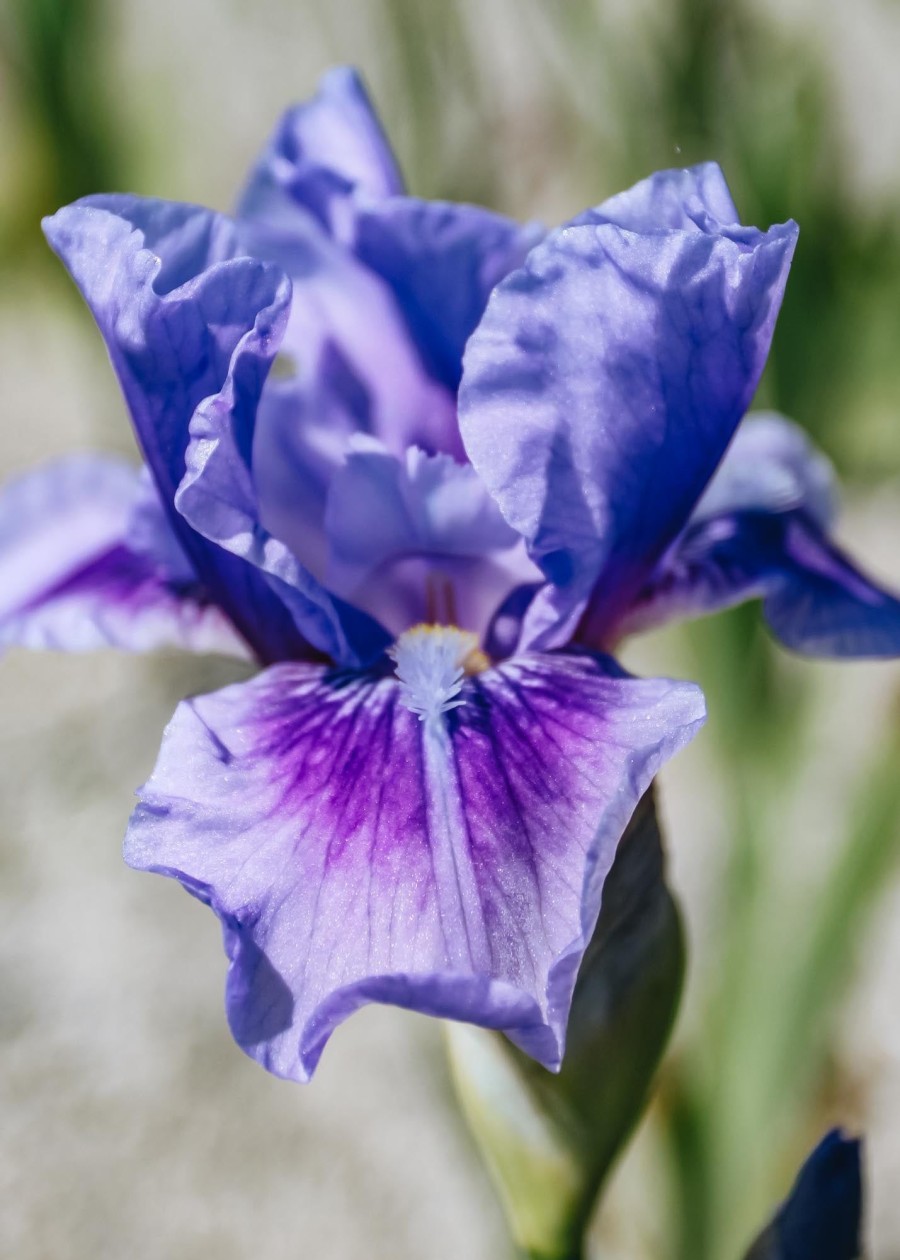 Plants Taylors Bulbs Iris Bulbs | Iris 'Bedtime Story', Pack Of Three Bulbs