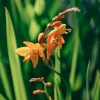 Plants Crocosmia Prairie Garden | Crocosmia Columbus