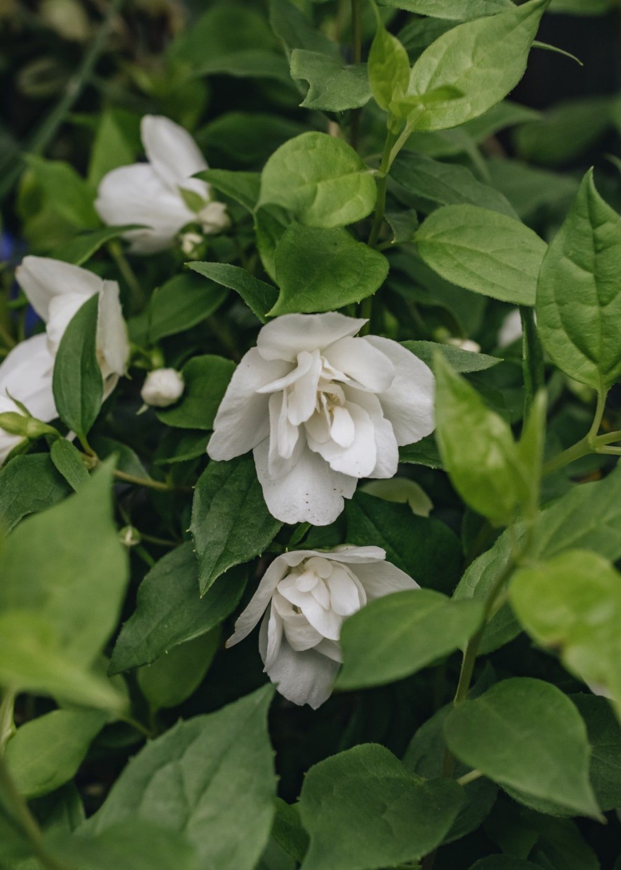 Plants Philadelphus Cottage Garden | Philadelphus Manteau D'Hermine