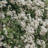 Plants David Austin Roses Rose Garden | David Austin Rambling Rector Rose