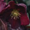 Plants Hellebore Cottage Garden | Helleborus Ice N Roses Merlot