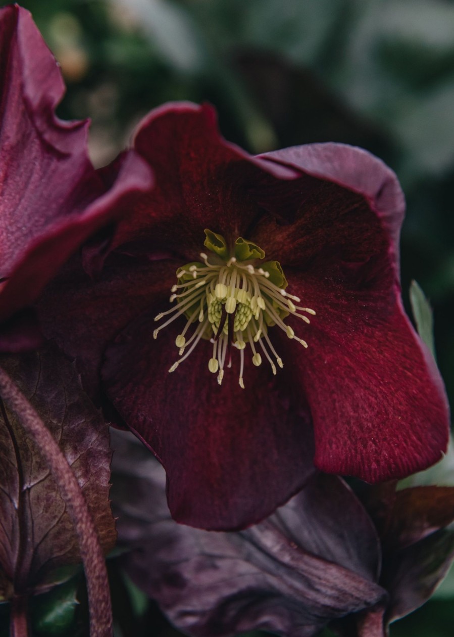 Plants Hellebore Cottage Garden | Helleborus Ice N Roses Merlot