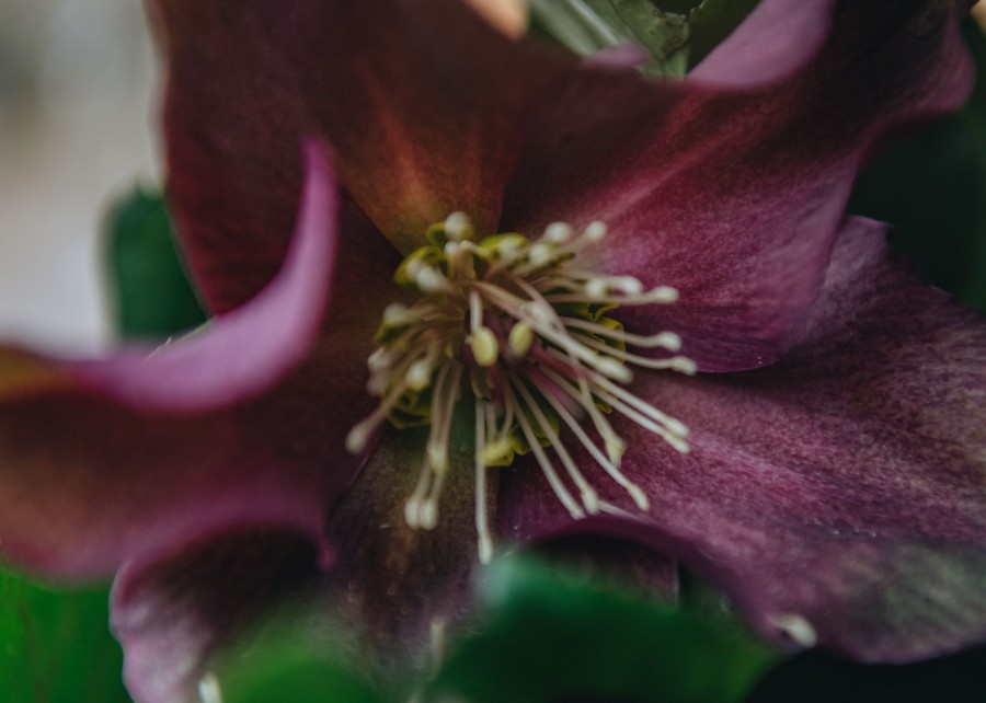 Plants Hellebore Cottage Garden | Helleborus Ice N Roses Merlot