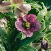 Plants Helleborus Pollinator Garden | Helleborus Viv Victoria