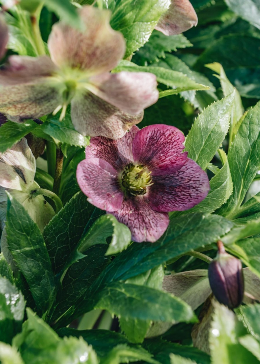 Plants Helleborus Pollinator Garden | Helleborus Viv Victoria