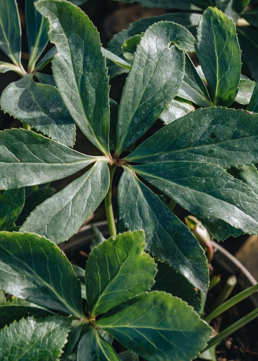 Plants Helleborus Pollinator Garden | Helleborus Viv Victoria