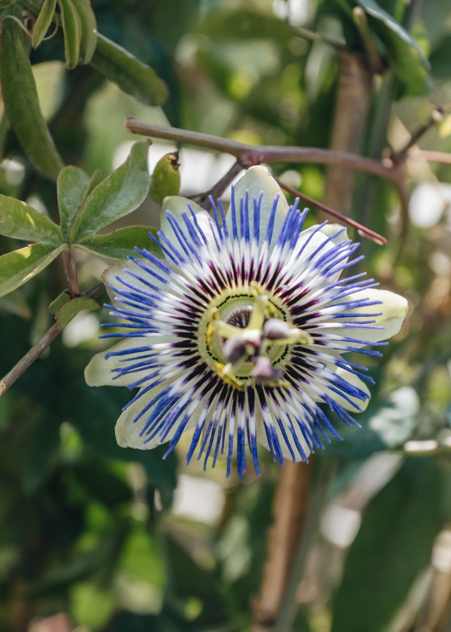 Plants Passiflora Climbers & Clematis | Passiflora Caerulea