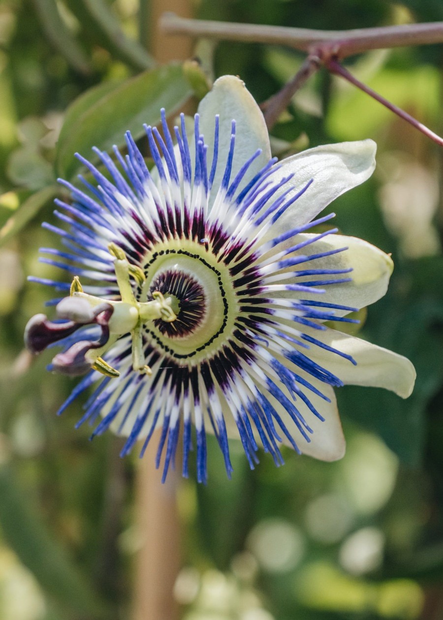 Plants Passiflora Climbers & Clematis | Passiflora Caerulea