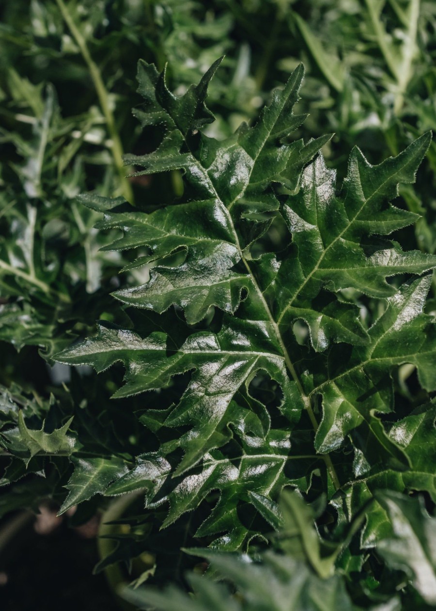 Plants Acanthus Pollinator Garden | Acanthus Spinosus