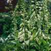 Plants Digitalis Pollinator Garden | Digitalis Dalmatian White