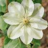 Plants Clematis Cottage Garden | Clematis Guernsey Cream