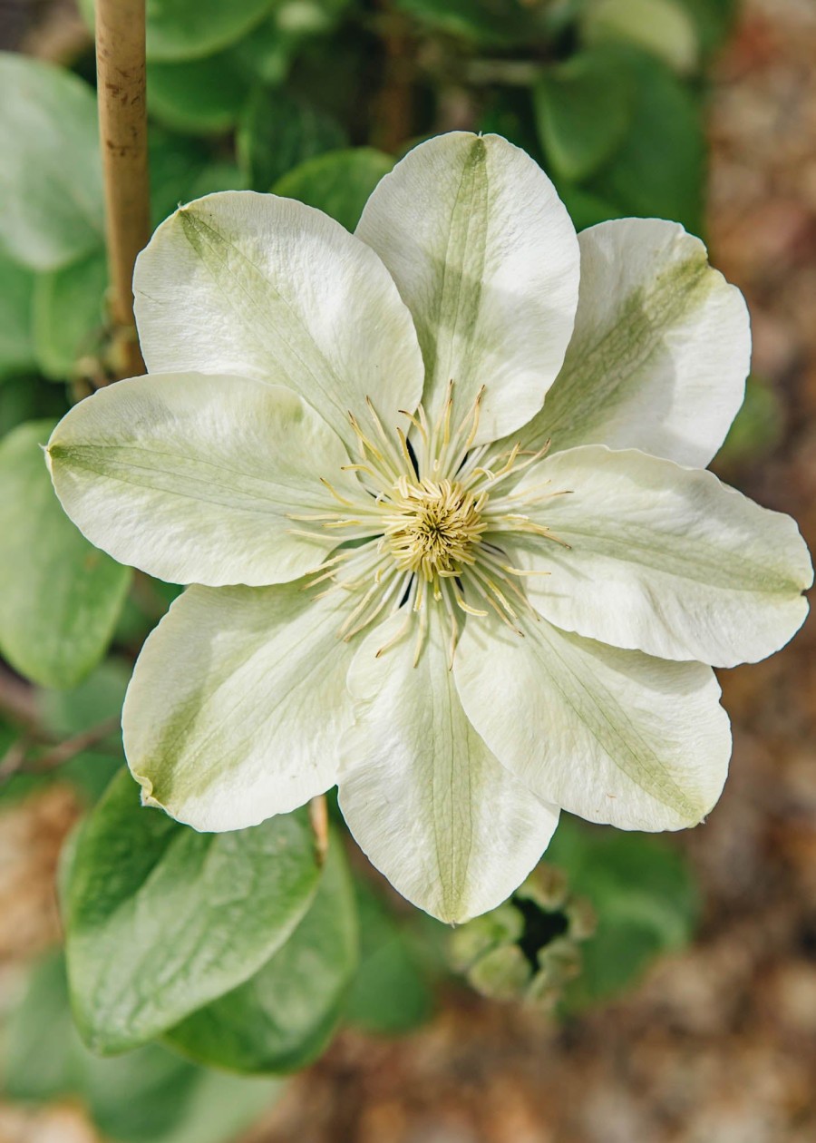 Plants Clematis Cottage Garden | Clematis Guernsey Cream