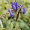 Plants Iris Cottage Garden | Iris Siberica Tropic Night