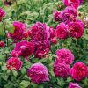 Plants David Austin Roses Rose Garden | Rosa Young Lycidas®