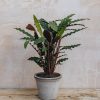 Interiors Houseplants Houseplants & Pots | British Grown Calathea Oppenheimiana