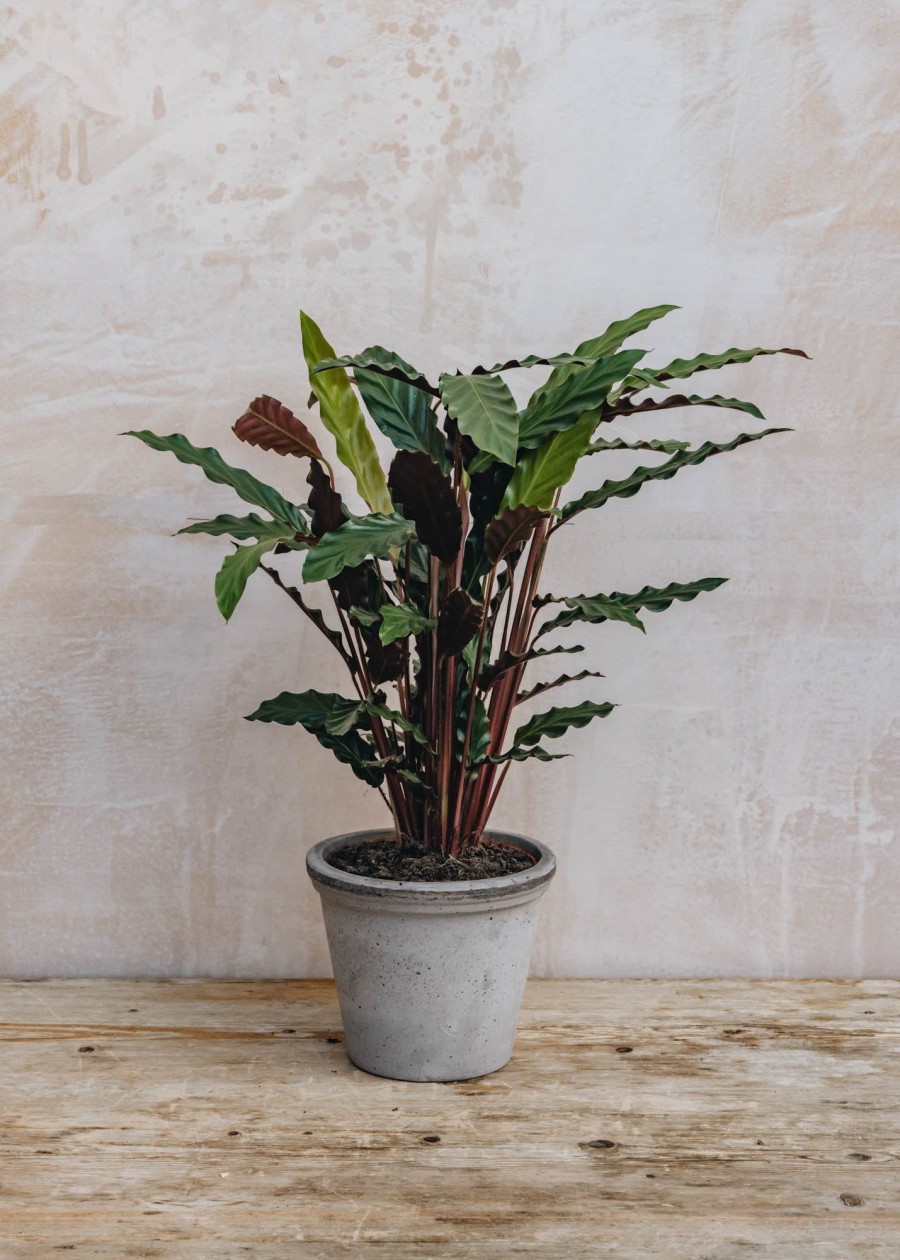 Interiors Houseplants Houseplants & Pots | British Grown Calathea Oppenheimiana