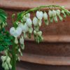 Plants Lamprocapnos Cottage Garden | Lamprocapnos Spectabilis Alba Agm (Dicentra)