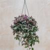 Interiors Houseplants Houseplants & Pots | Tradescantia Fluminensis Quadricolor