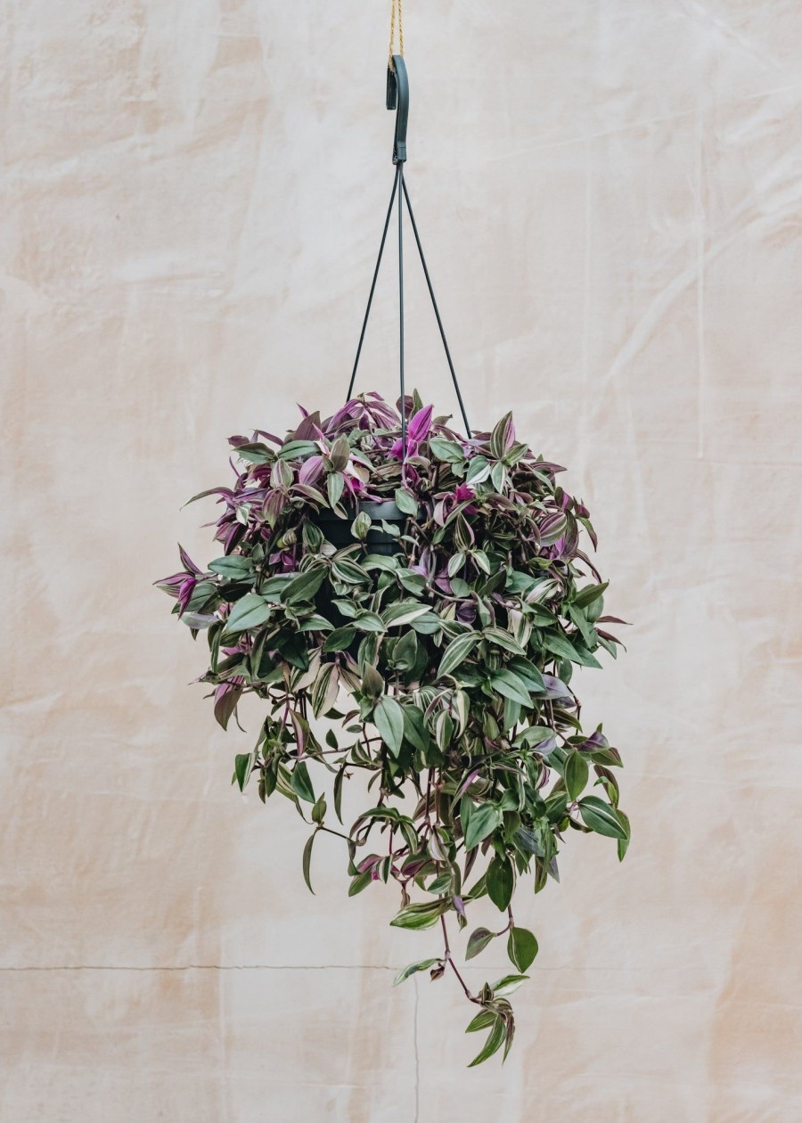 Interiors Houseplants Houseplants & Pots | Tradescantia Fluminensis Quadricolor