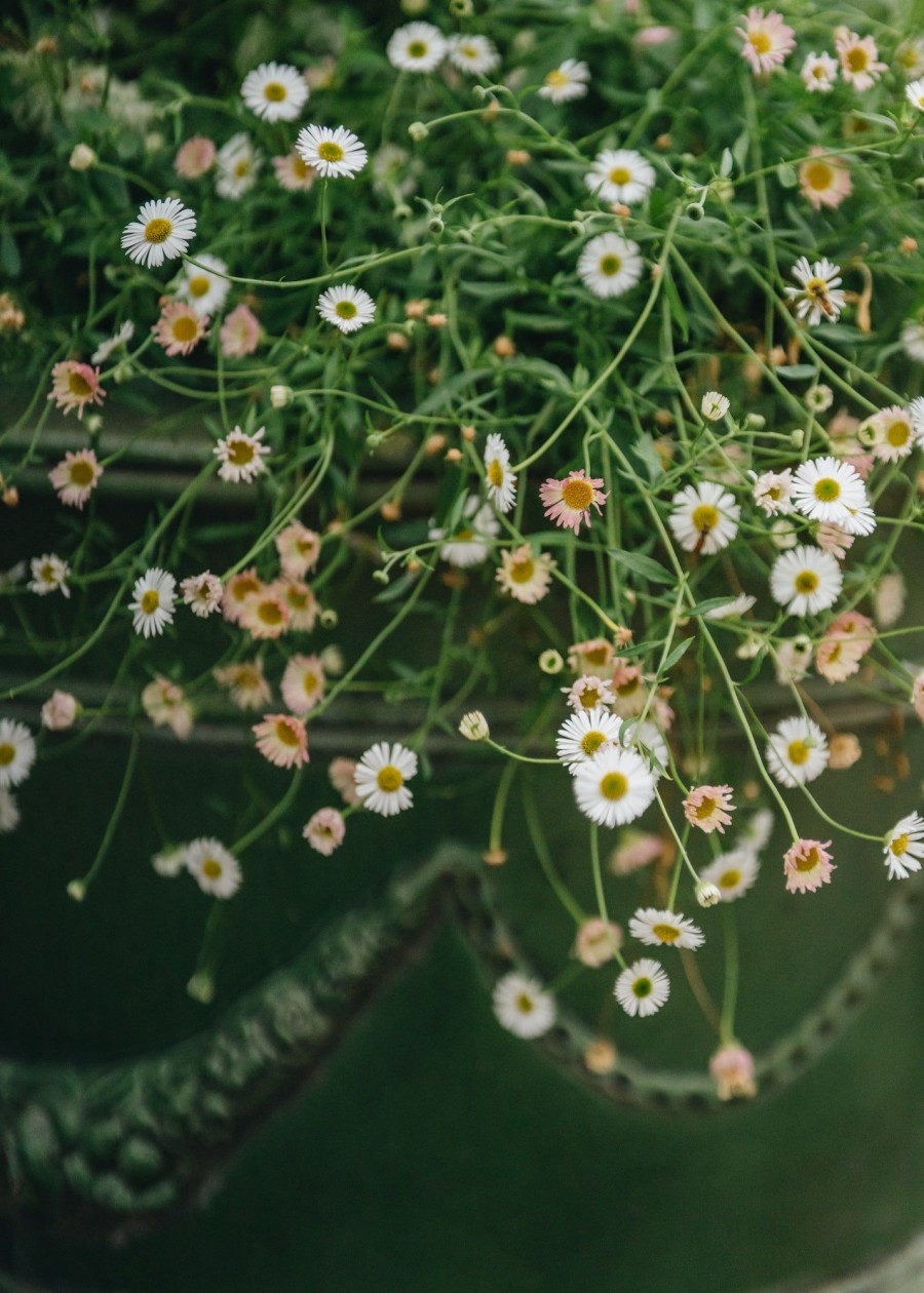 Plants Erigeron Pollinator Garden | Erigeron Karvinskianus 3L