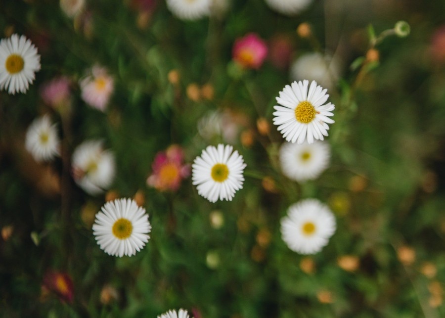 Plants Erigeron Pollinator Garden | Erigeron Karvinskianus 3L