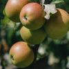 Plants Apple Pollinator Garden | Malus Domestica Christmas Pippin (Apple) Agm