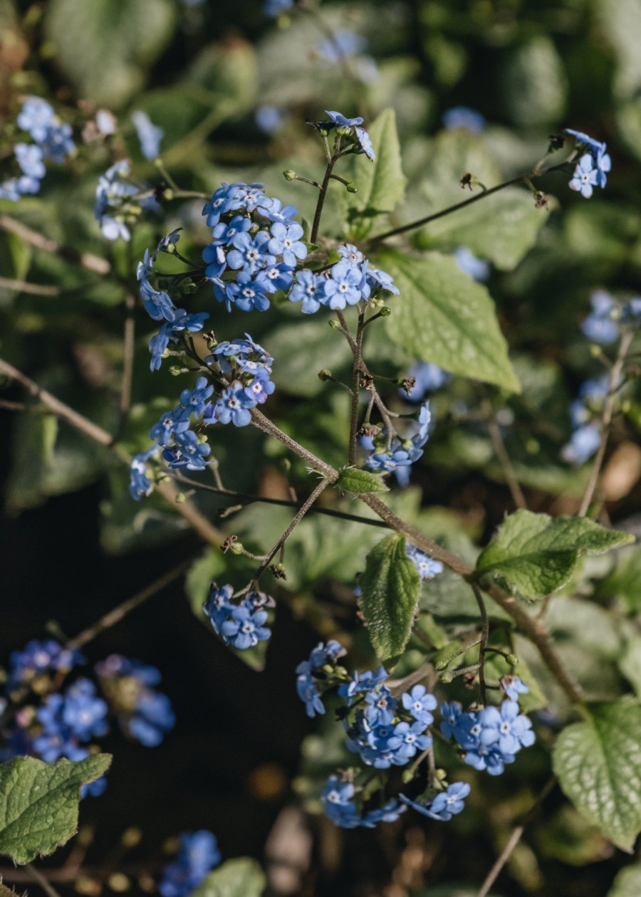 Plants Brunnera Perennials | Brunnera Jack Frost Agm