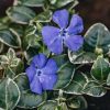 Plants Vinca Pollinator Garden | Vinca Ralph Shugert 2/3L