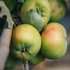 Plants Apple Pollinator Garden | Buy Malus Domestica Bramley'S Seedling (Apple) Agm