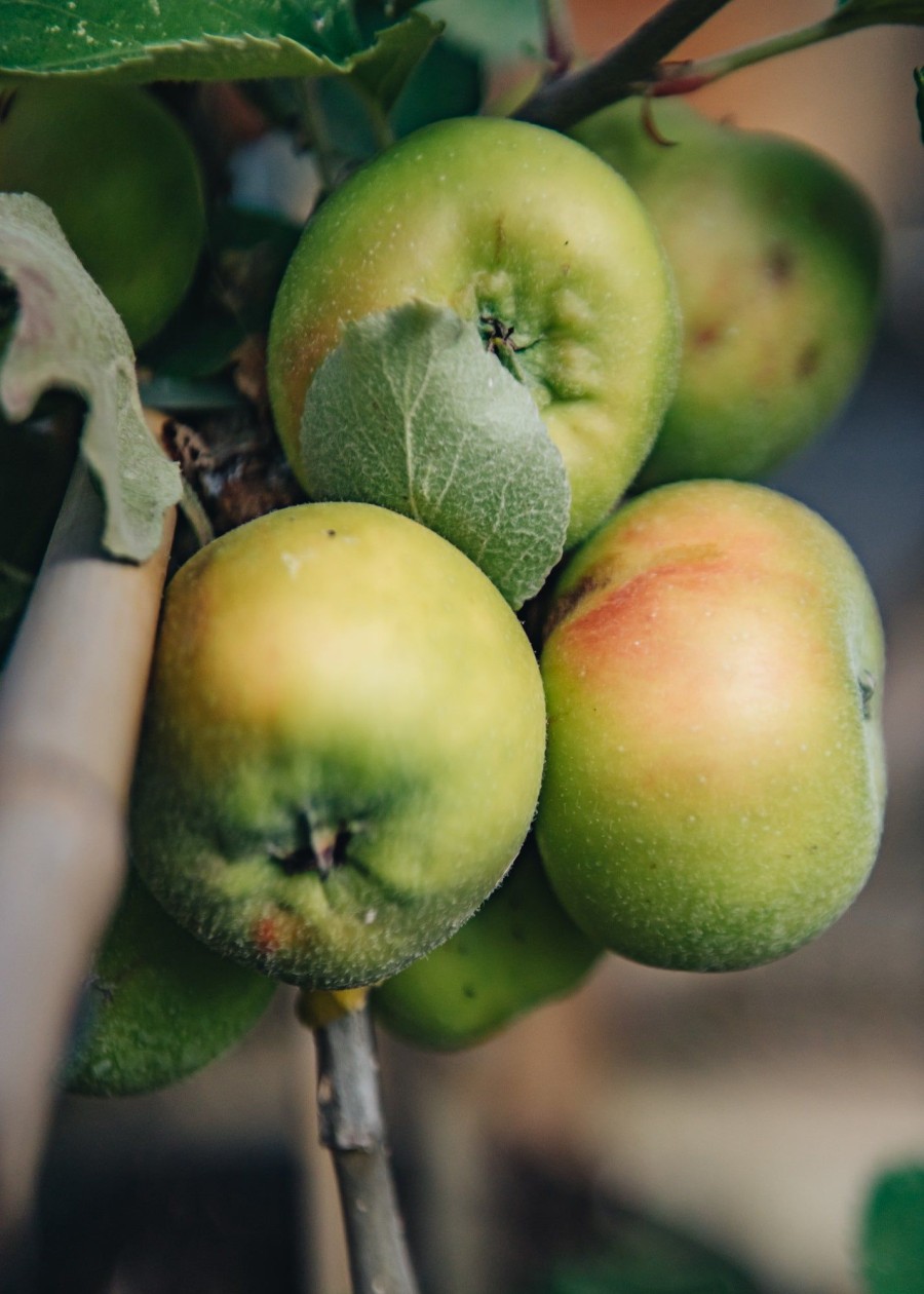 Plants Apple Pollinator Garden | Buy Malus Domestica Bramley'S Seedling (Apple) Agm