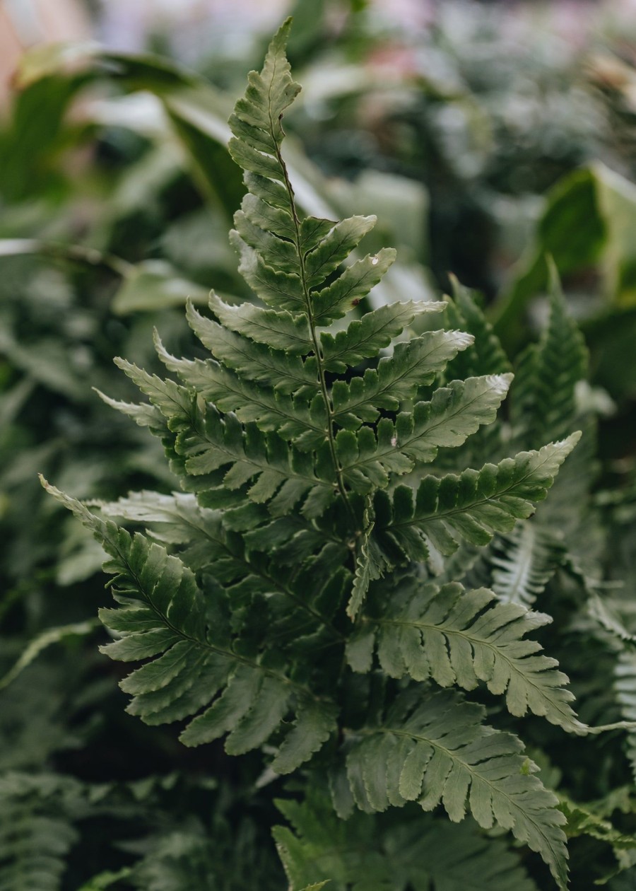 Plants Dryopteris Cottage Garden | Dryopteris Erythrorosa Copper Shield Fern