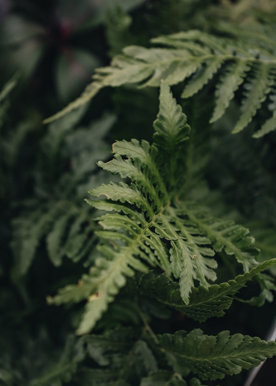 Plants Dryopteris Cottage Garden | Dryopteris Erythrorosa Copper Shield Fern