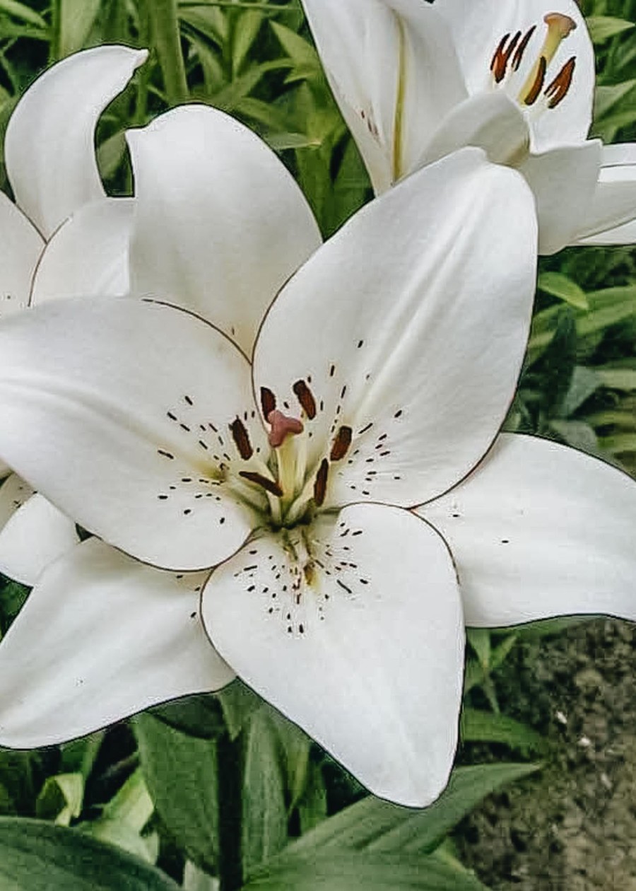 Plants Taylors Bulbs Lily Bulbs | Lilium 'Eyeliner', Pack Of Three Bulbs