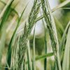 Plants Calamagrostis Prairie Garden | Calamagrostis Karl Foerster Agm 5L