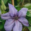 Plants Clematis Cottage Garden | Clematis Shimmer