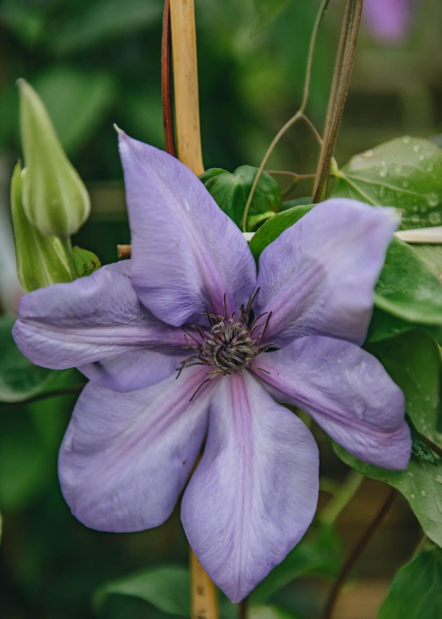 Plants Clematis Cottage Garden | Clematis Shimmer