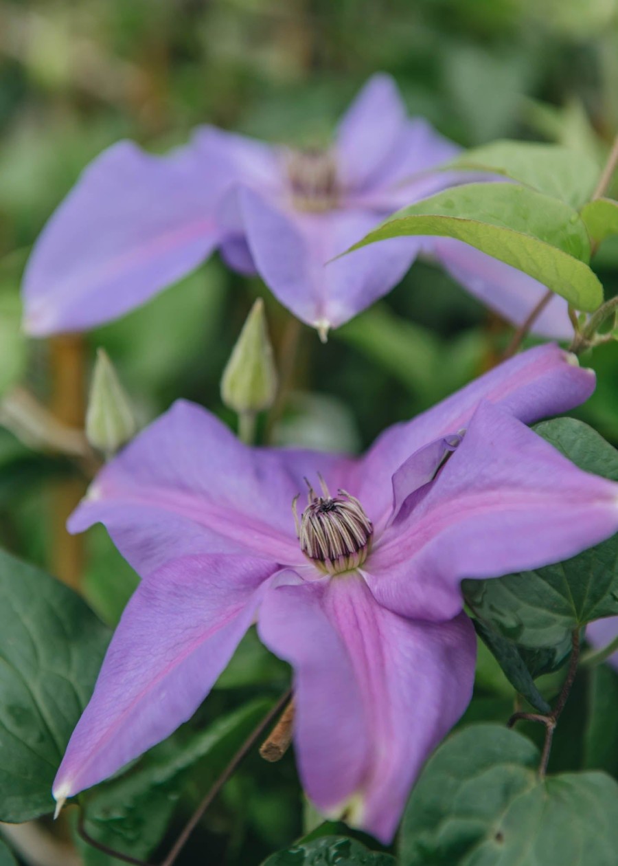 Plants Clematis Cottage Garden | Clematis Shimmer