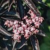 Plants Sambucus Cottage Garden | Sambucus Black Tower