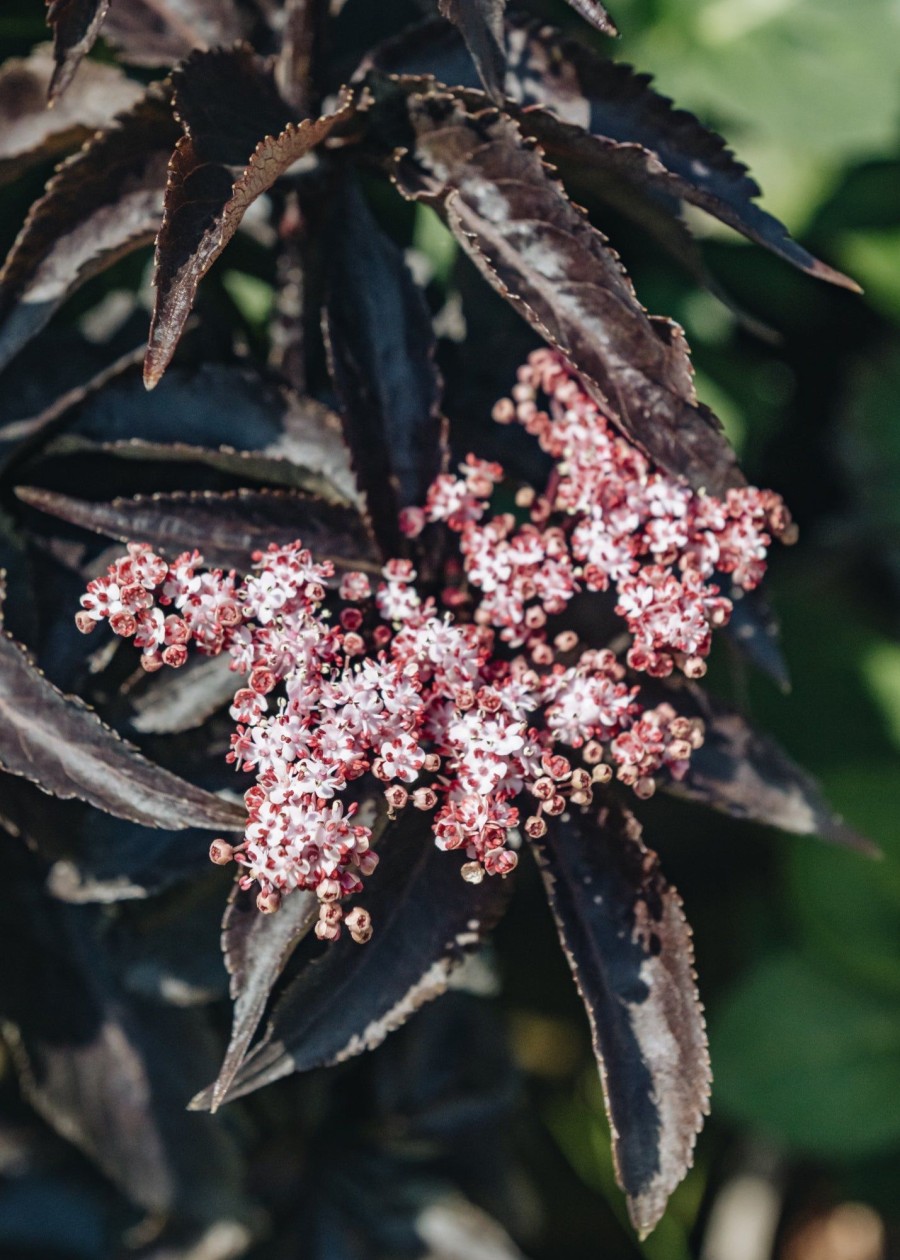 Plants Sambucus Cottage Garden | Sambucus Black Tower