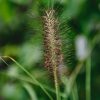 Plants Pennisetum Prairie Garden | Buy Pennisetum Dark Desire