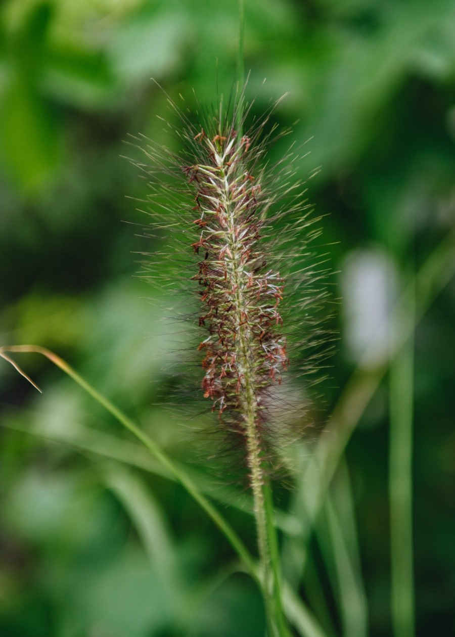 Plants Pennisetum Prairie Garden | Buy Pennisetum Dark Desire