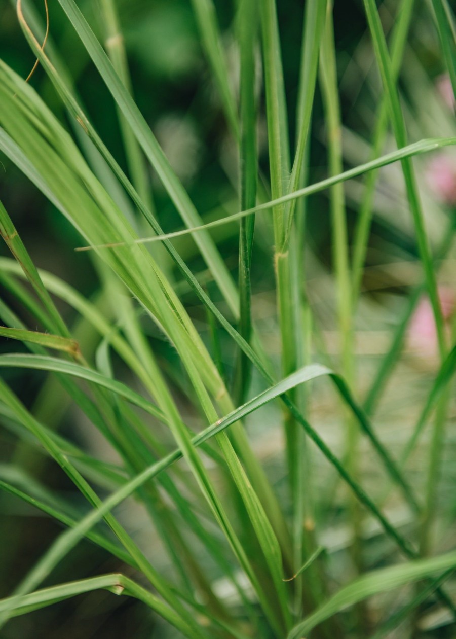 Plants Pennisetum Prairie Garden | Buy Pennisetum Dark Desire