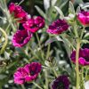 Plants Geranium Pollinator Garden | Geranium Jolly Jewel