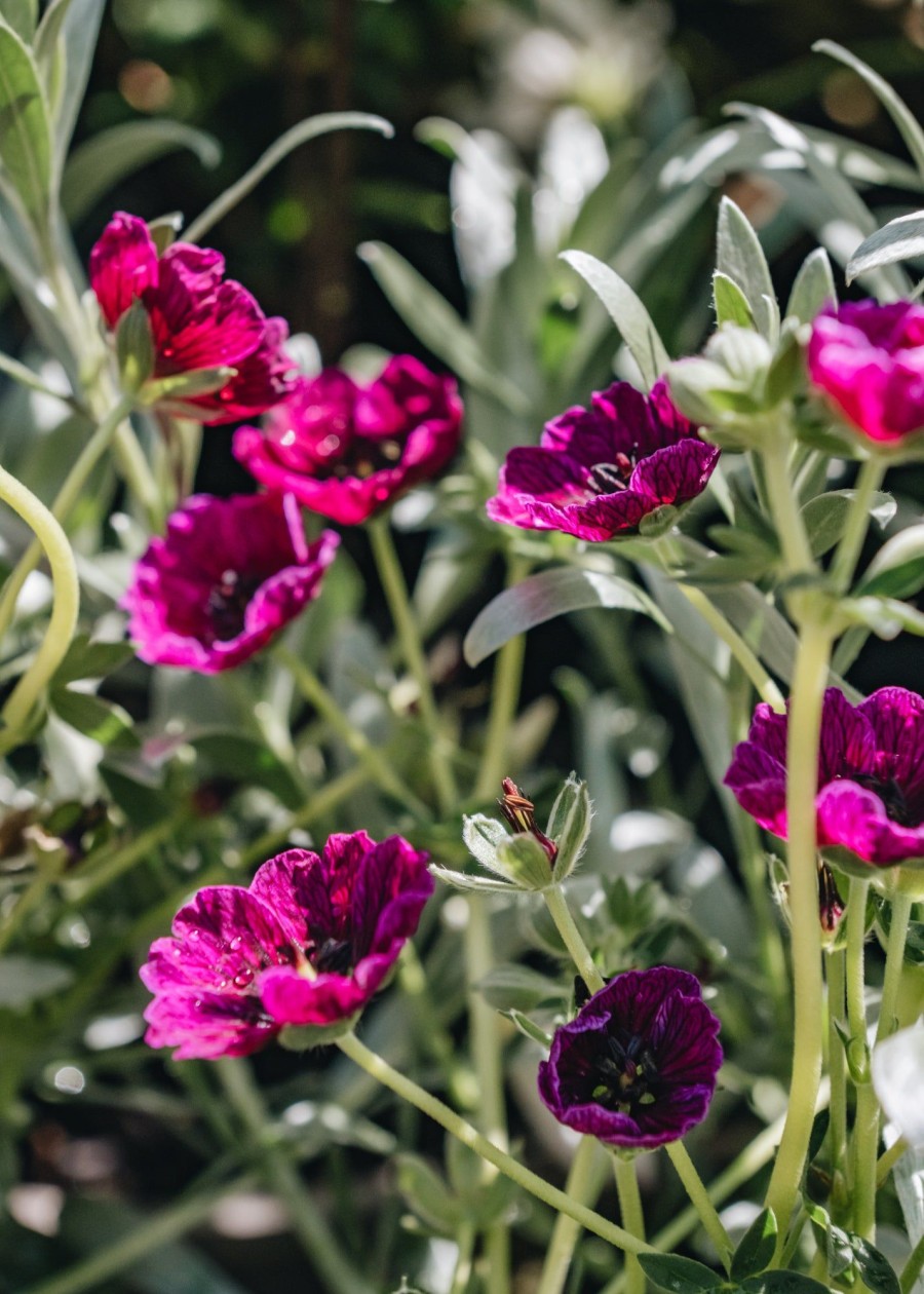 Plants Geranium Pollinator Garden | Geranium Jolly Jewel