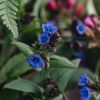 Plants Pulmonaria Pollinator Garden | Pulmonaria Blue Ensign Agm