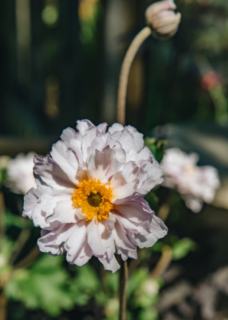 Plants Anemone Cottage Garden | Buy Anemone Frilly Knickers