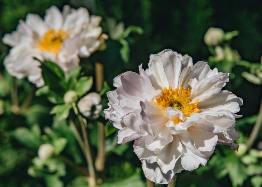 Plants Anemone Cottage Garden | Buy Anemone Frilly Knickers