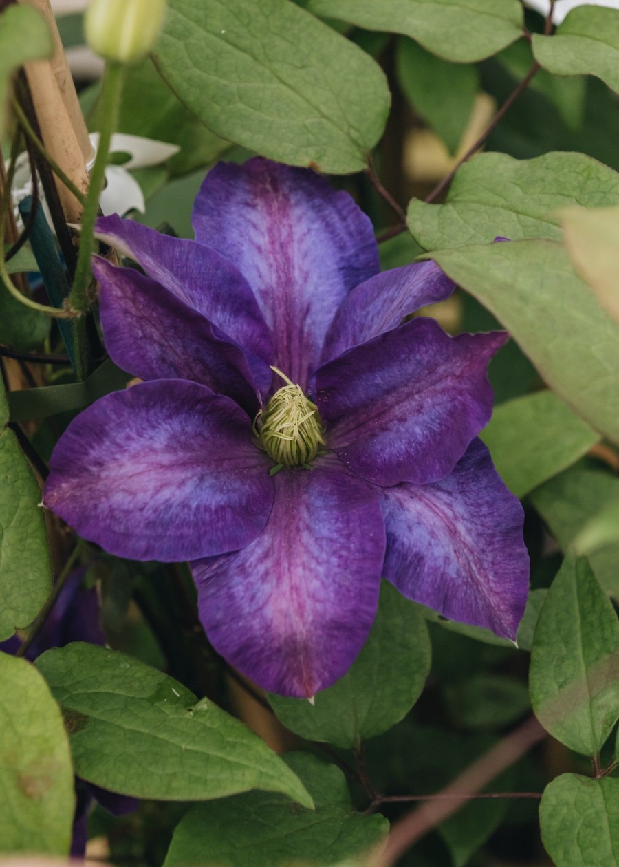 Plants Clematis Cottage Garden | Clematis Daniel Deronda